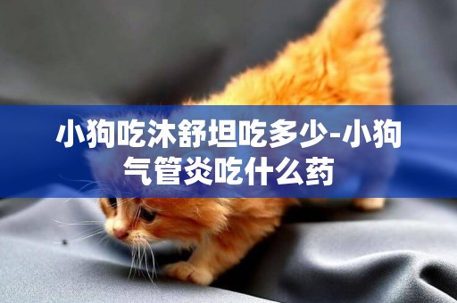 小狗吃沐舒坦吃多少-小狗氣管炎吃什么藥