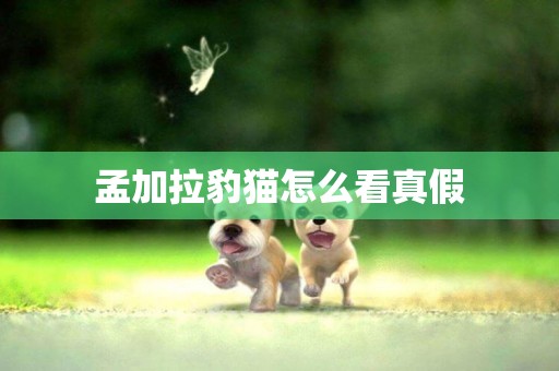 孟加拉豹貓怎么看真假
