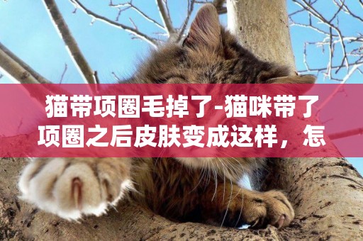 貓帶項圈毛掉了-貓咪帶了項圈之后皮膚變成這樣，怎么辦