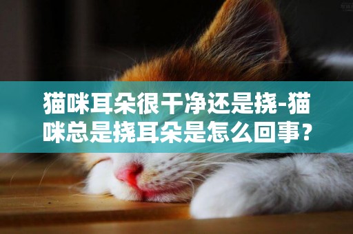 貓咪耳朵很干凈還是撓-貓咪總是撓耳朵是怎么回事？