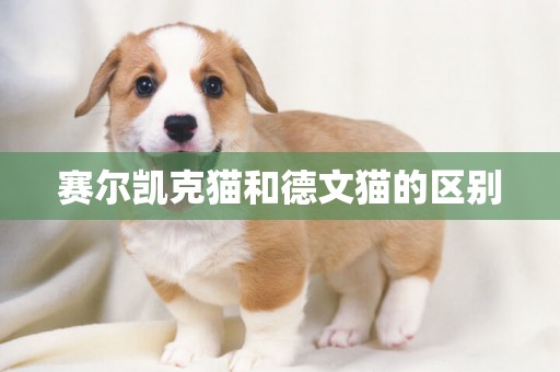 賽爾凱克貓和德文貓的區別