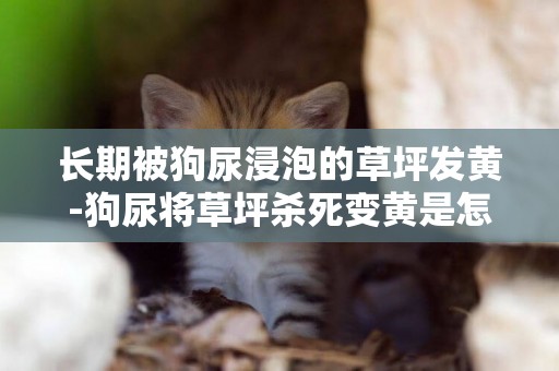 長期被狗尿浸泡的草坪發黃-狗尿將草坪殺死變黃是怎么回事？