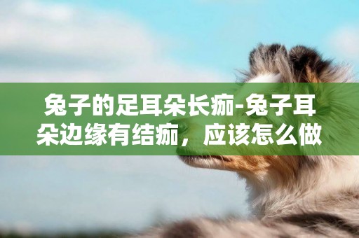 兔子的足耳朵長痂-兔子耳朵邊緣有結痂，應該怎么做緊急處理