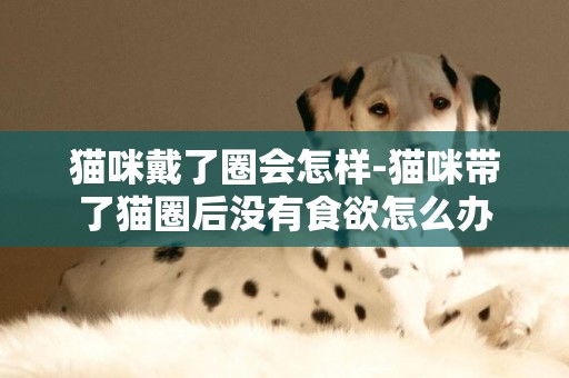 貓咪戴了圈會怎樣-貓咪帶了貓圈后沒有食欲怎么辦