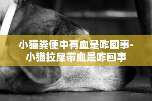 小貓糞便中有血是咋回事-小貓拉屎帶血是咋回事