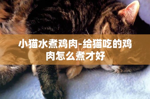 小貓水煮雞肉-給貓吃的雞肉怎么煮才好 小貓水煮雞肉-給貓吃的雞肉怎么煮才好