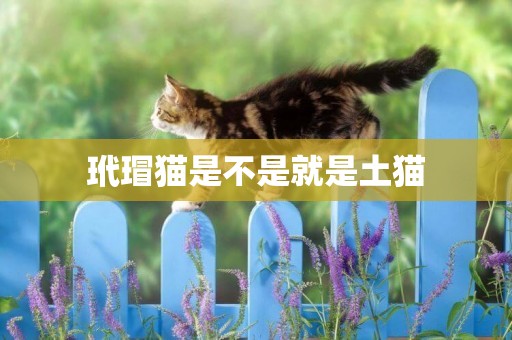 玳瑁貓是不是就是土貓