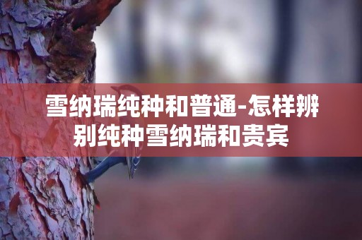 雪納瑞純種和普通-怎樣辨別純種雪納瑞和貴賓