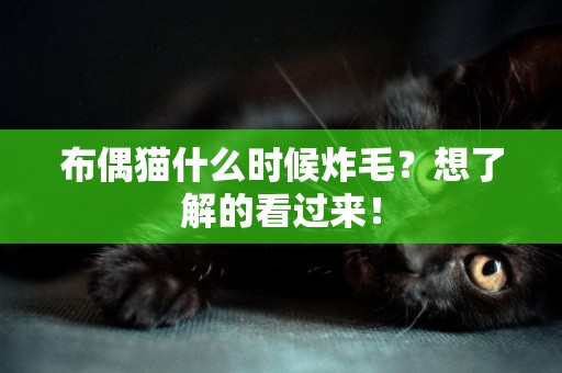 布偶貓什么時候炸毛？想了解的看過來！