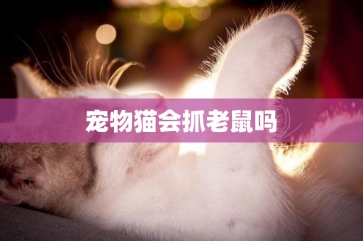 寵物貓會抓老鼠嗎