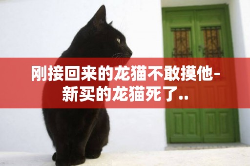 剛接回來的龍貓不敢摸他-新買的龍貓死了..