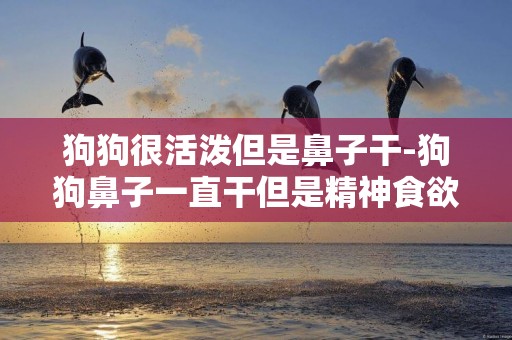 狗狗很活潑但是鼻子干-狗狗鼻子一直干但是精神食欲都特好
