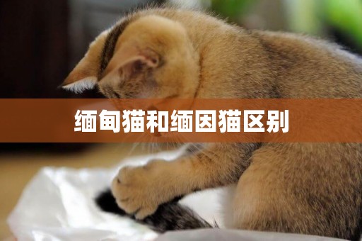 緬甸貓和緬因貓區別
