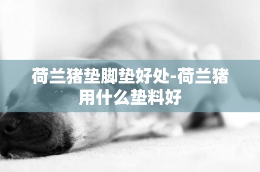 荷蘭豬墊腳墊好處-荷蘭豬用什么墊料好