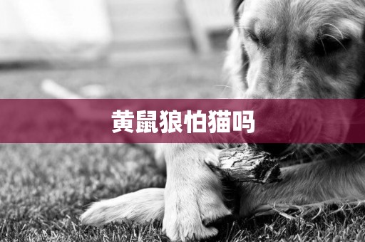黃鼠狼怕貓嗎