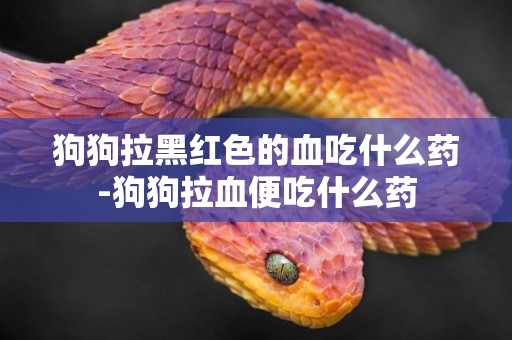 狗狗拉黑紅色的血吃什么藥-狗狗拉血便吃什么藥