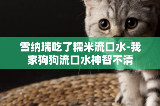 雪納瑞吃了糯米流口水-我家狗狗流口水神智不清