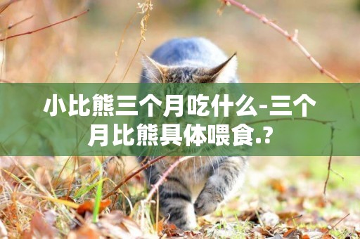 小比熊三個月吃什么-三個月比熊具體喂食.?