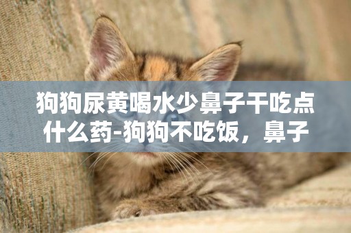 狗狗尿黃喝水少鼻子干吃點什么藥-狗狗不吃飯，鼻子干，尿液黃，怎么辦？