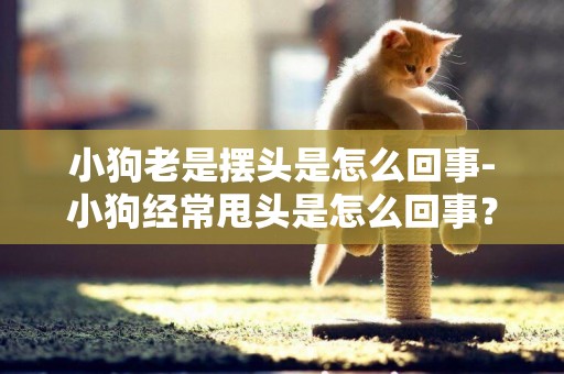 小狗老是擺頭是怎么回事-小狗經常甩頭是怎么回事？