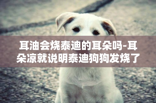 耳油會燒泰迪的耳朵嗎-耳朵涼就說明泰迪狗狗發燒了嗎