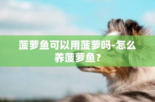 菠蘿魚可以用菠蘿嗎-怎么養菠蘿魚？