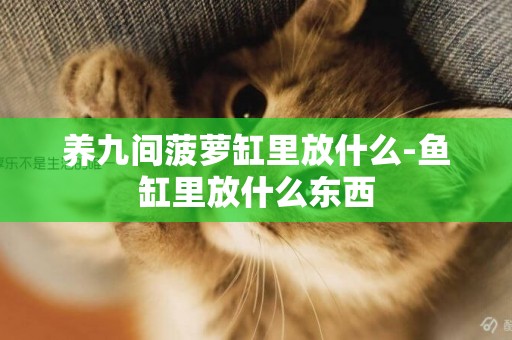 養九間菠蘿缸里放什么-魚缸里放什么東西 養九間菠蘿缸里放什么-魚缸里放什么東西