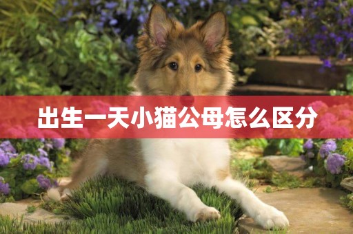 出生一天小貓公母怎么區分