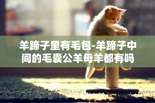 羊蹄子里有毛包-羊蹄子中間的毛囊公羊母羊都有嗎
