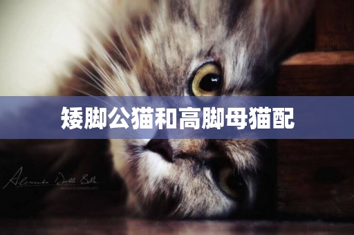 矮腳公貓和高腳母貓配