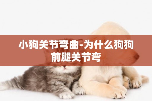 小狗關節彎曲-為什么狗狗前腿關節彎