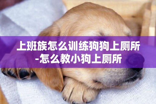 上班族怎么訓練狗狗上廁所-怎么教小狗上廁所