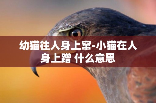 幼貓往人身上竄-小貓在人身上蹭 什么意思