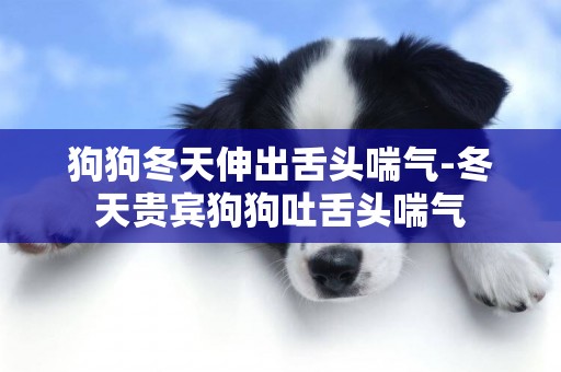 狗狗冬天伸出舌頭喘氣-冬天貴賓狗狗吐舌頭喘氣