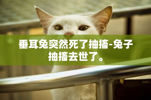 垂耳兔突然死了抽搐-兔子抽搐去世了。