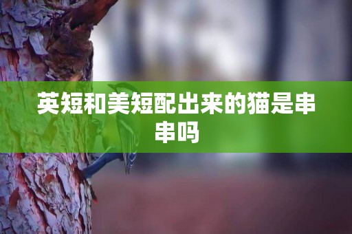 英短和美短配出來的貓是串串嗎