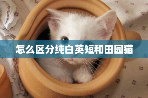 怎么區分純白英短和田園貓