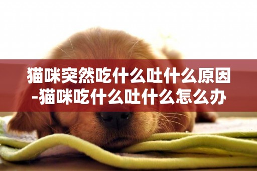 貓咪突然吃什么吐什么原因-貓咪吃什么吐什么怎么辦
