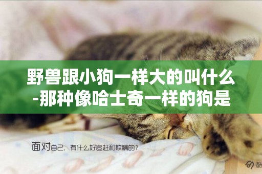 野獸跟小狗一樣大的叫什么-那種像哈士奇一樣的狗是什么啊？比它還要大