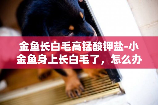 金魚長白毛高錳酸鉀鹽-小金魚身上長白毛了，怎么辦