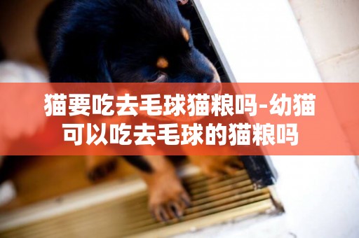 貓要吃去毛球貓糧嗎-幼貓可以吃去毛球的貓糧嗎