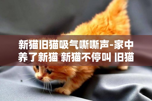 新貓舊貓吸氣嘶嘶聲-家中養了新貓 新貓不停叫 舊貓有敵意 怎么辦啊?