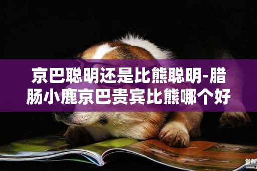 京巴聰明還是比熊聰明-臘腸小鹿京巴貴賓比熊哪個好養