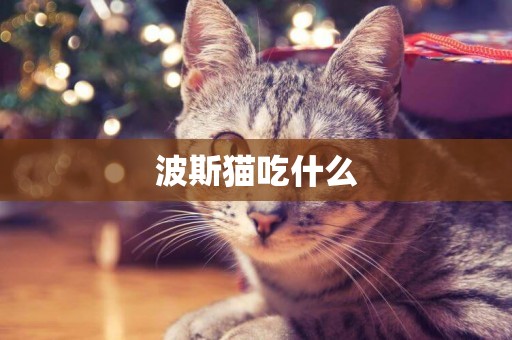 波斯貓吃什么
