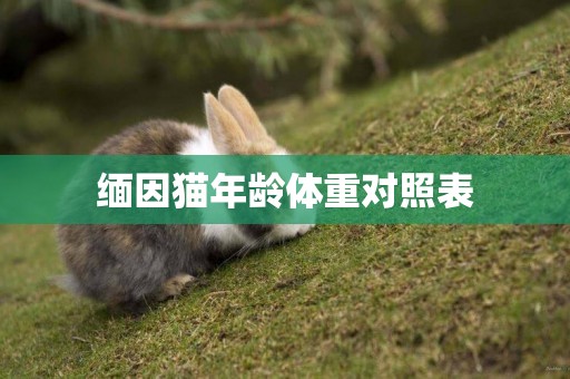 緬因貓年齡體重對照表