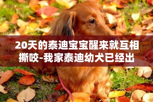 20天的泰迪寶寶醒來就互相撕咬-我家泰迪幼犬已經出生20天了。什么時候會走路？
