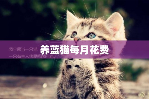養藍貓每月花費