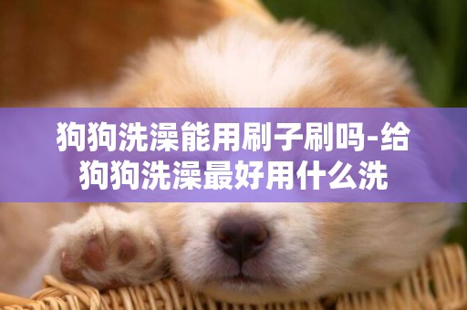 狗狗洗澡能用刷子刷嗎-給狗狗洗澡最好用什么洗