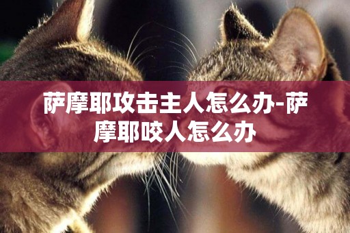 薩摩耶攻擊主人怎么辦-薩摩耶咬人怎么辦