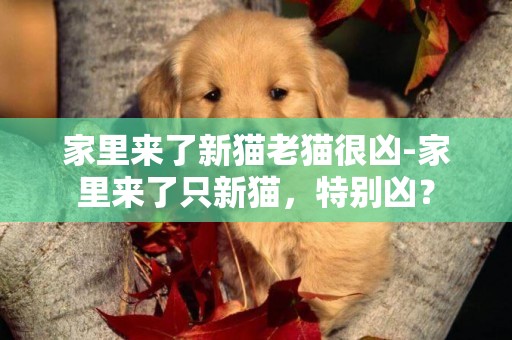 家里來了新貓老貓很兇-家里來了只新貓，特別兇？